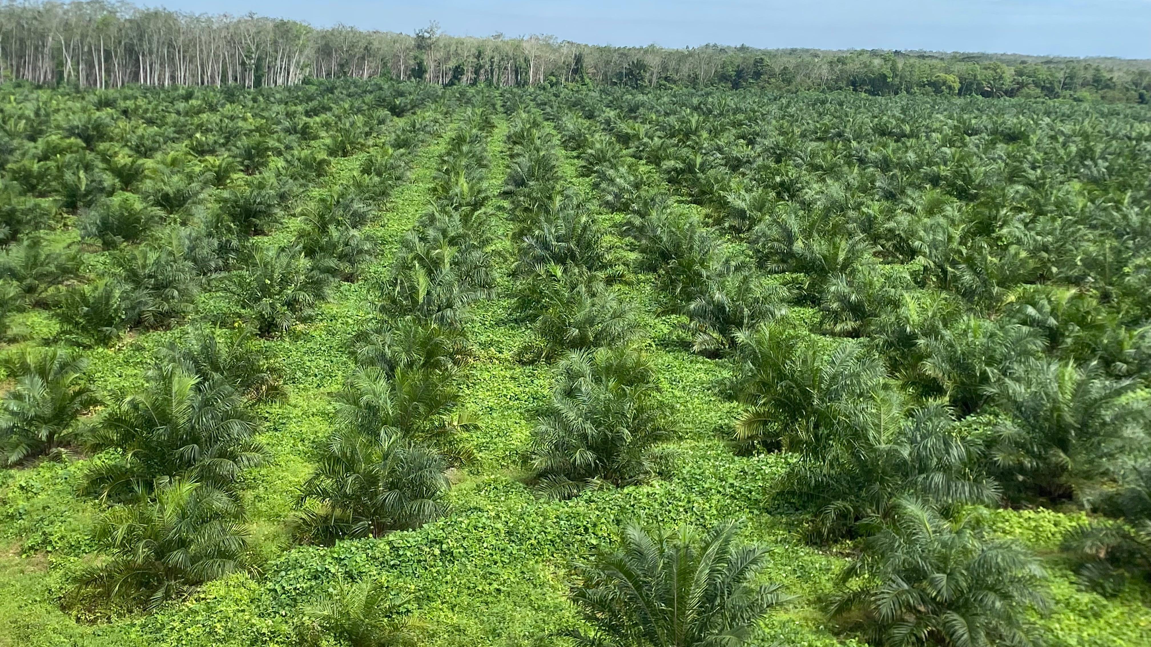 Foto Fasilitas Pembibitan / Kantor Lamsat